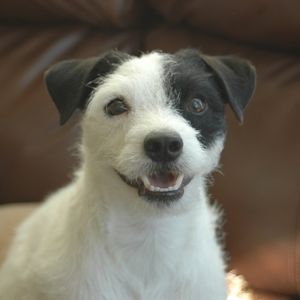 Meet your Posher, Peggy